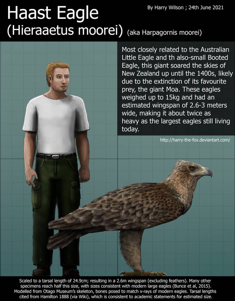 Haast Eagle Size by Harry-the-Fox on DeviantArt
