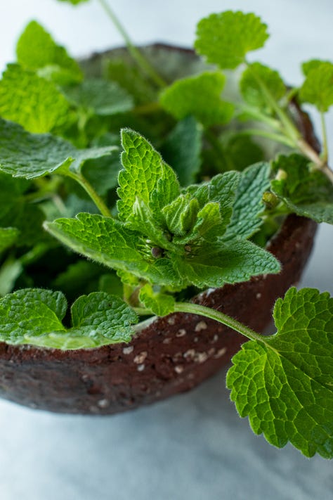 Close up photo of young dead-nettle leaves in a small bowl, shot by JB Douglas for The Wild Grocery
