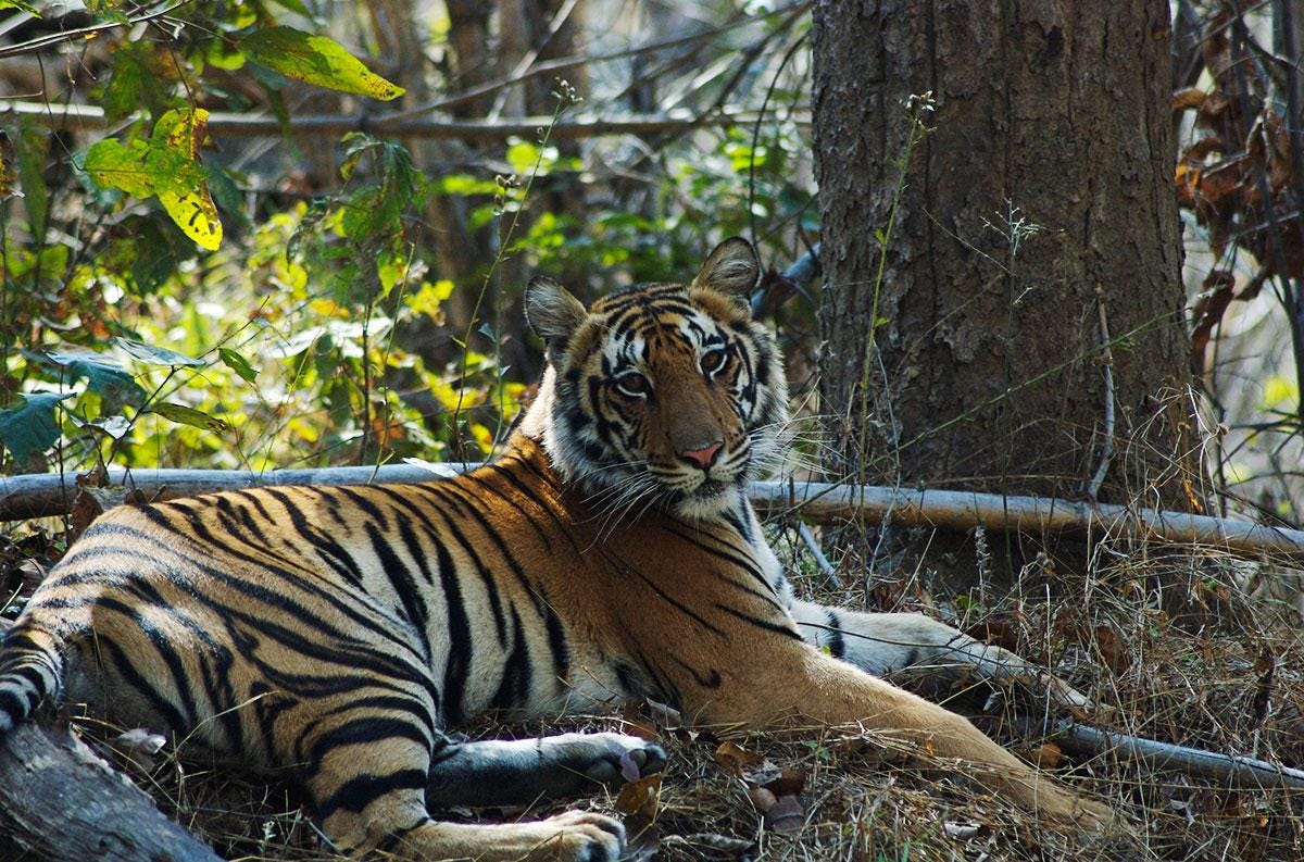 A tiger lying in the grass

Description automatically generated