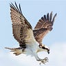 Osprey on Overwatch