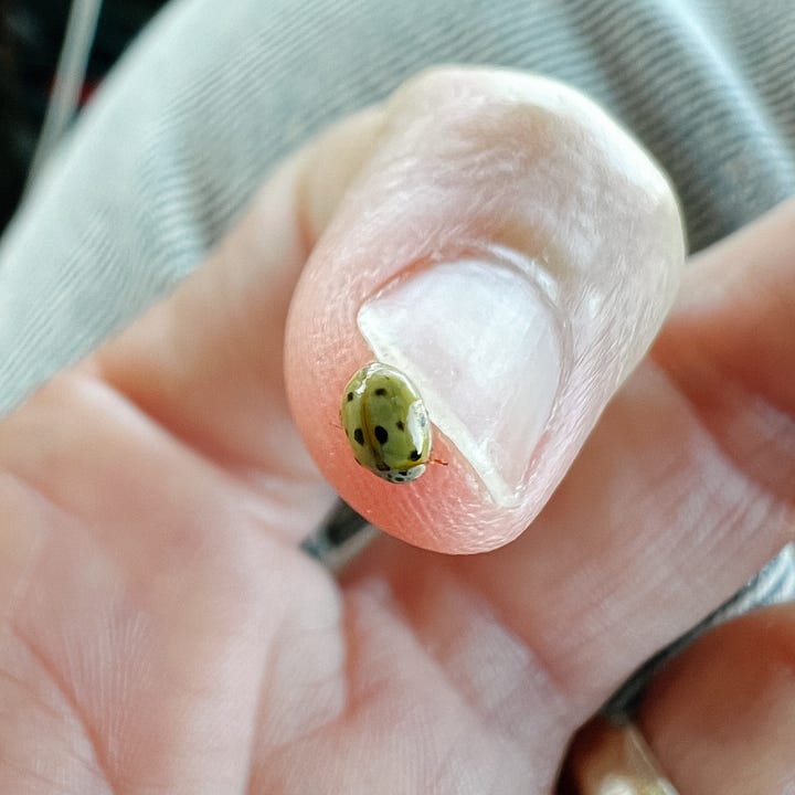 La seule manière dont les esprits m'ont parlé était à travers le message des coccinelles