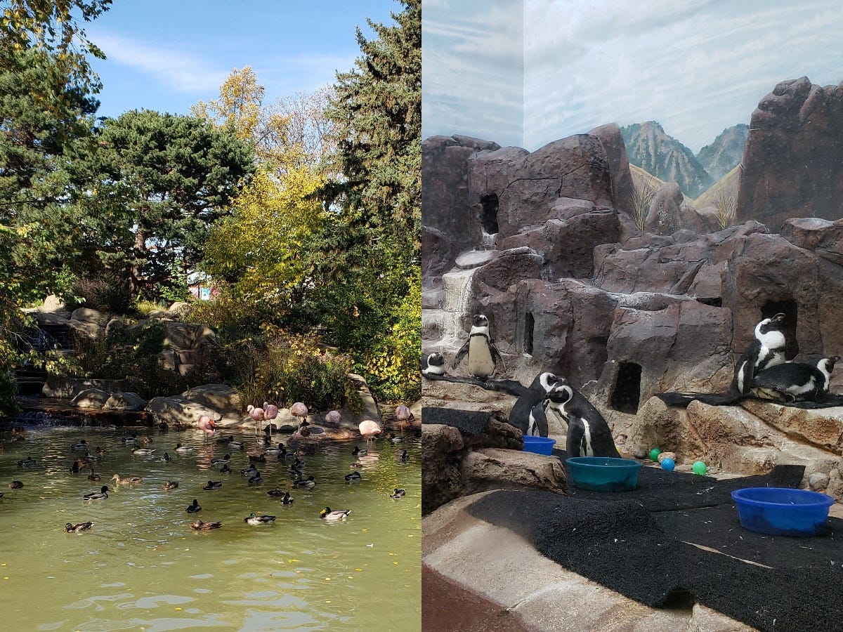 A photo collage of two photos. On the left an outside image of water in front of foliage with ducks and flamingos in the water. On the right, penguins in their inside habitat. A photo collage of two photos. On the left an outside image of water in front of foliage with ducks and flamingos in the water. On the right, penguins in their inside habitat.