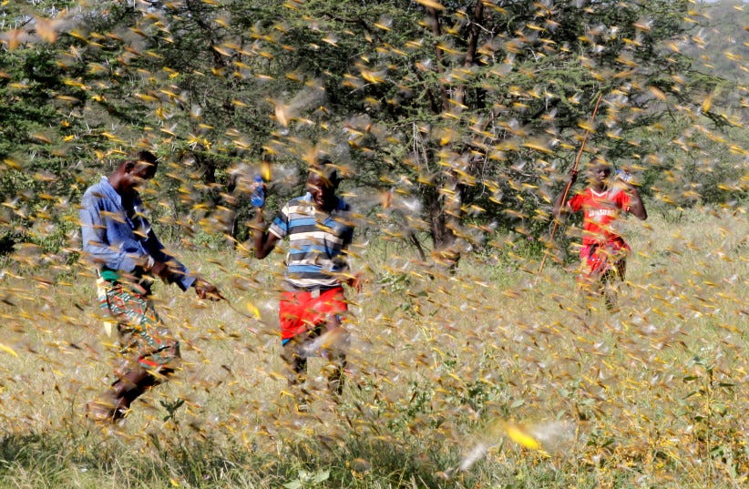 Samburu men attempt to fend-off a swarm of desert locusts flying over a grazing land in Kenya, 2020 (photo credit: NJERI MWANGI/REUTERS) Samburu men attempt to fend-off a swarm of desert locusts flying over a grazing land in Kenya, 2020 (photo credit: NJERI MWANGI/REUTERS)