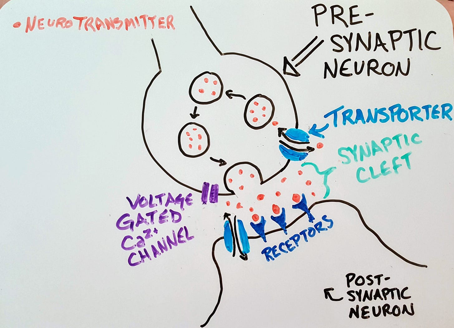 a diagram of a synapse drawn on a white board