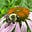 LCBee's avatar