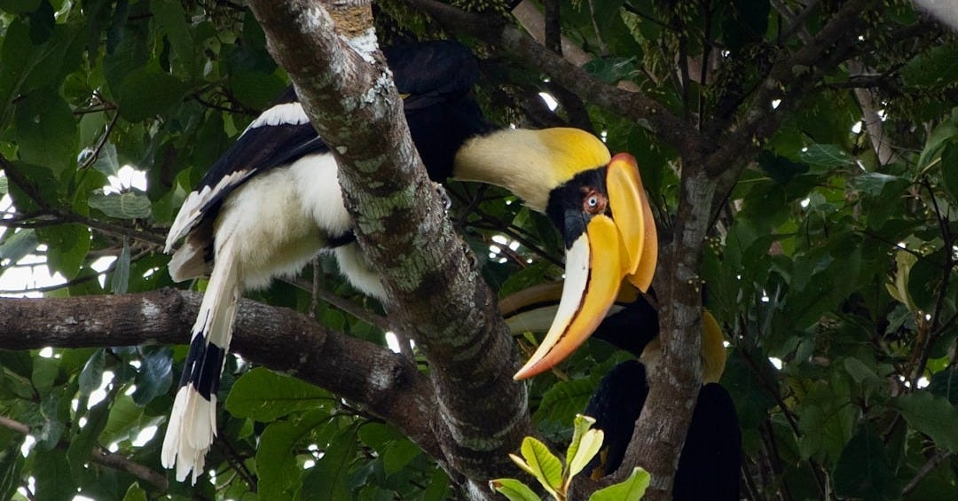 a black and white bird with a yellow beak in a tree