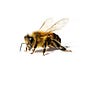 THE HIVE MIND's avatar