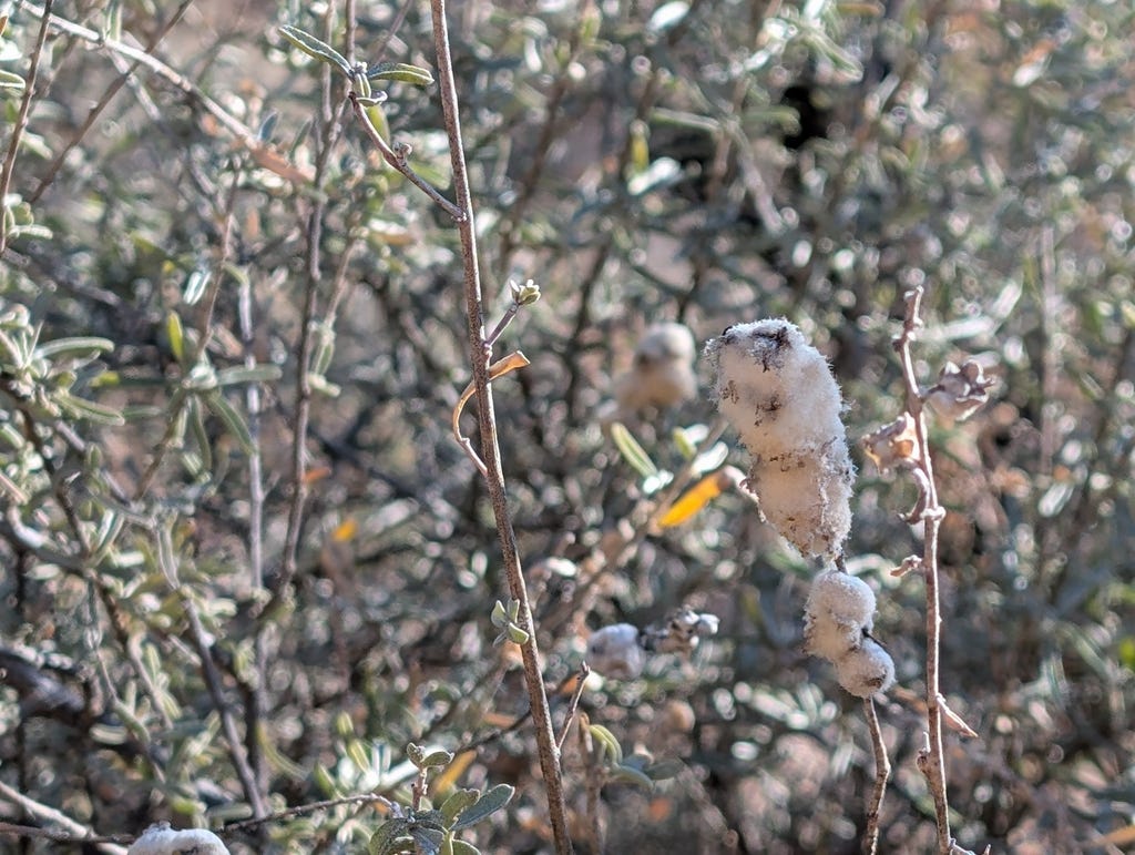 The frame is full of the gray-green foliage and twiggy branches of fourwing saltbush, with fluffy, cotton ball pompom-like galls on some of the sticks The frame is full of the gray-green foliage and twiggy branches of fourwing saltbush, with fluffy, cotton ball pompom-like galls on some of the sticks
