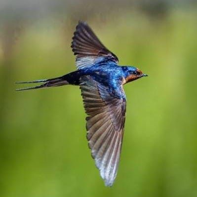 Welcome swallow birds in flight