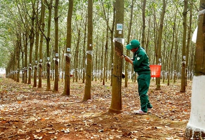 Một doanh nghiệp cao su chuyển đổi gần 11.000ha đất cao su phục vụ nhiều  mục đích khác