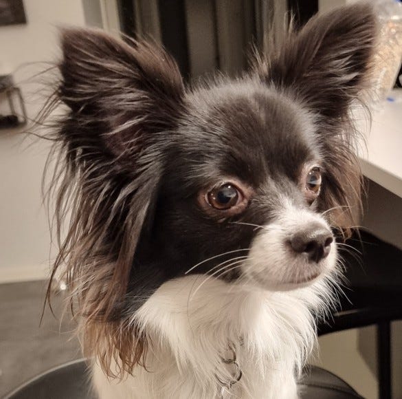 Dear Evie… A Doggy Love Letter