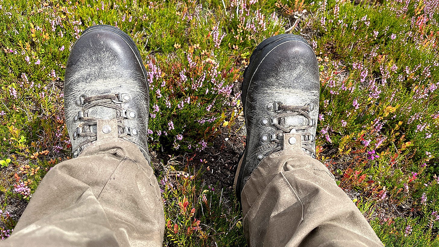 The yellow pollen of ling heather (Calluna vulgaris) coats the boots and trousers of a walker against a background of flowering muirburn regrowth