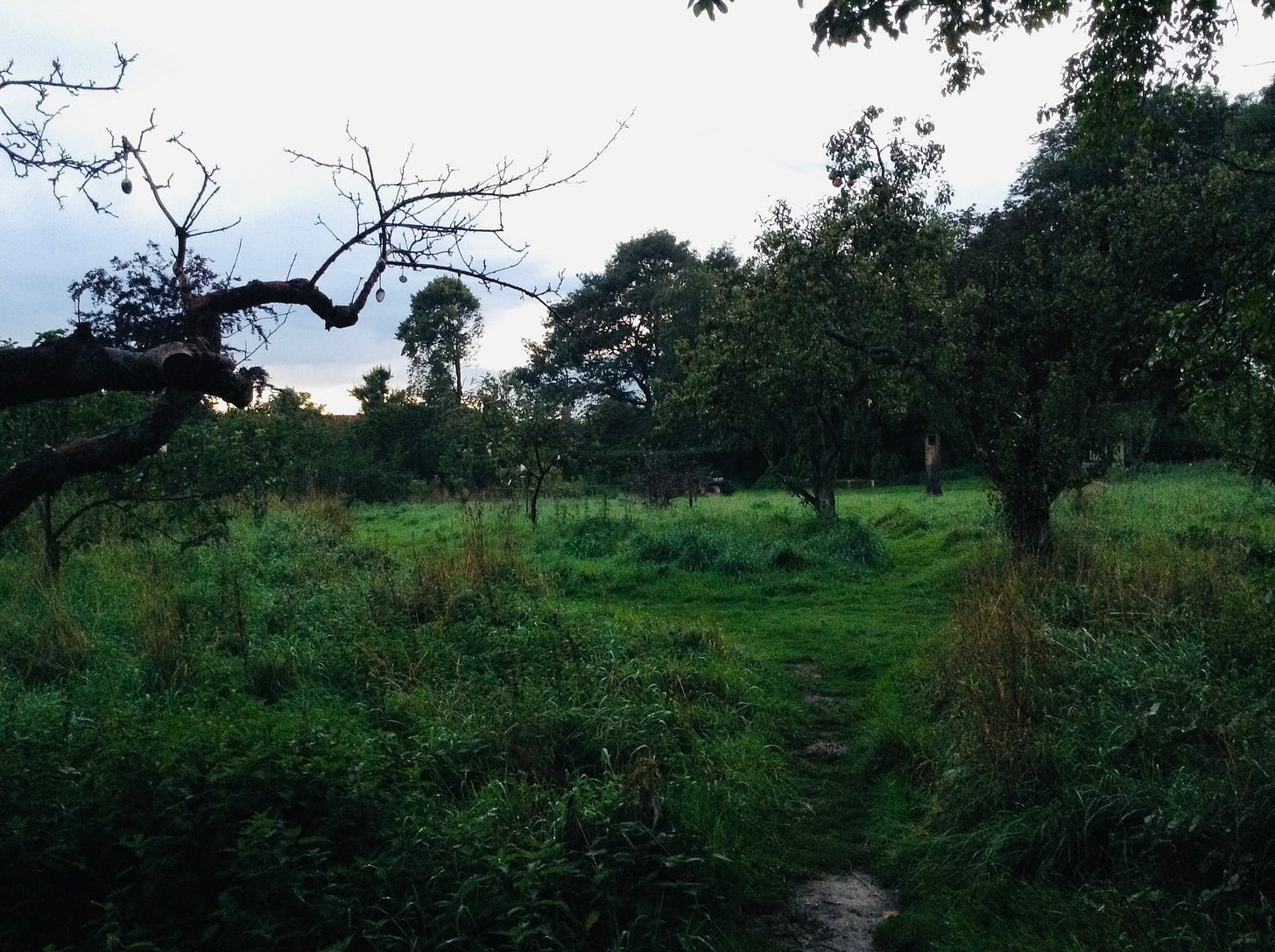 Trees in orchard