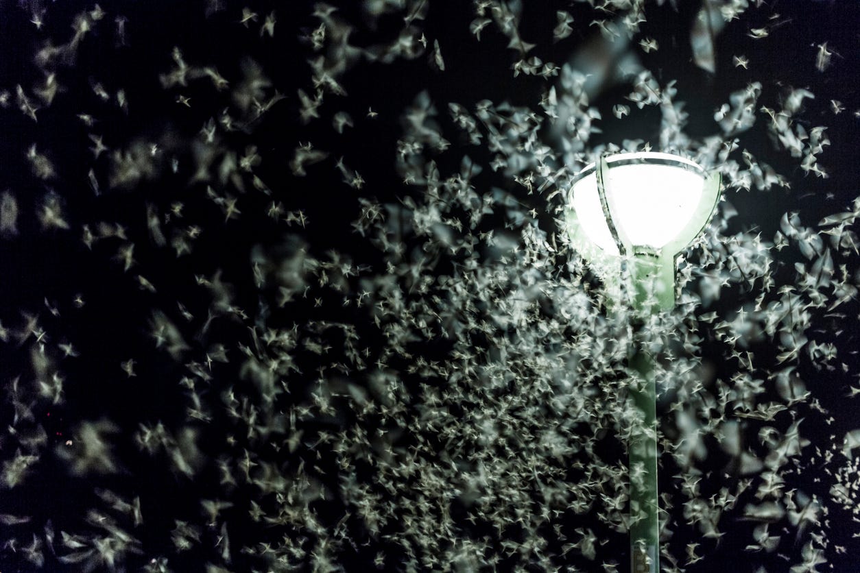 Where Do Mayflies Come From?
