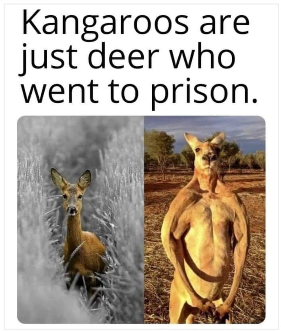 May be an image of wallaby, kangaroo and text
