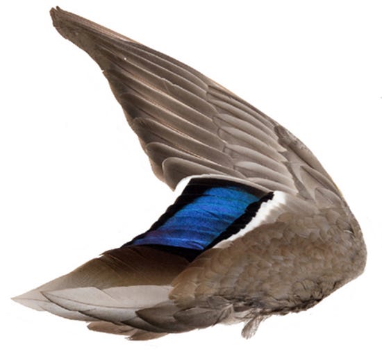 Mallard Drake Wing - Courtesy of U.S. Fish and Wildlife Service