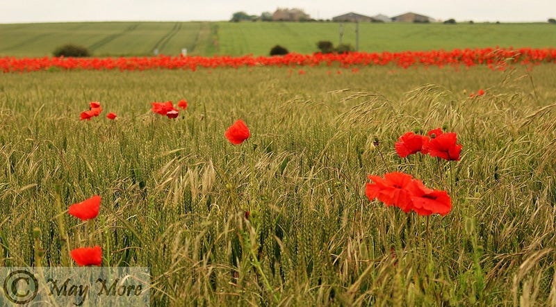 A poppy field
