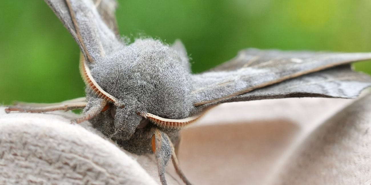 How to study moths in your garden