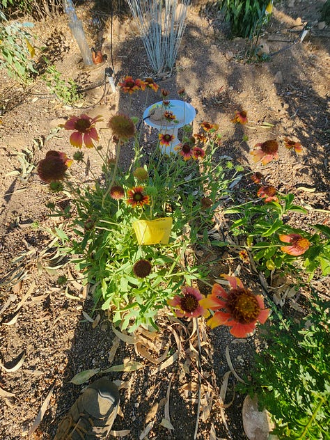 A collaborative community project envisioned and organized by Robin Motzer. Team members include Gillian Paine Murietta, Community Gardens of Tucson, Keith Lierman, Tucson Organic Gardeners, and volunteers, businesses and the City of Tucson Parks and Rec.
