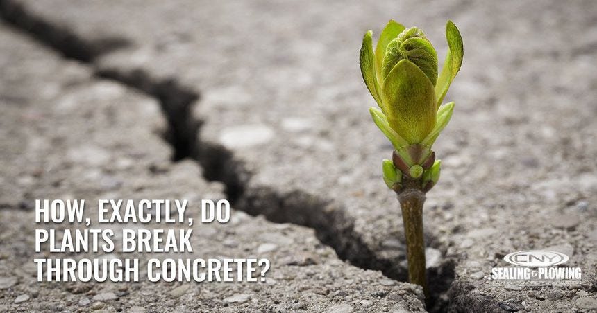 Des plantes percent le béton Des plantes percent le béton