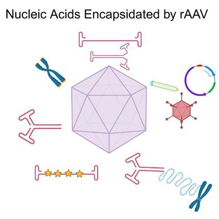 A diagram of a structure

AI-generated content may be incorrect.