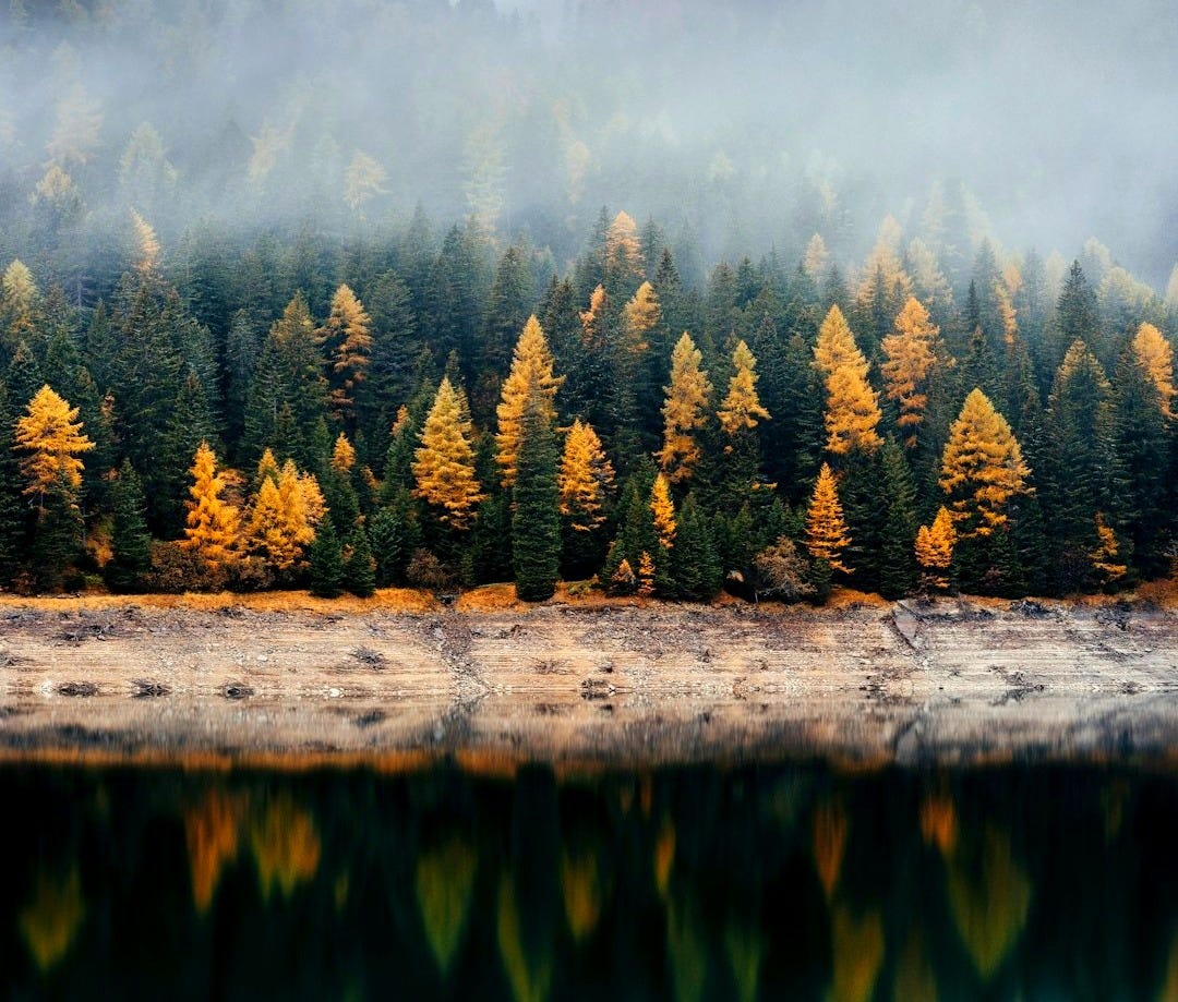 trees reflecting on body of water trees reflecting on body of water