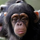 Primatology.net