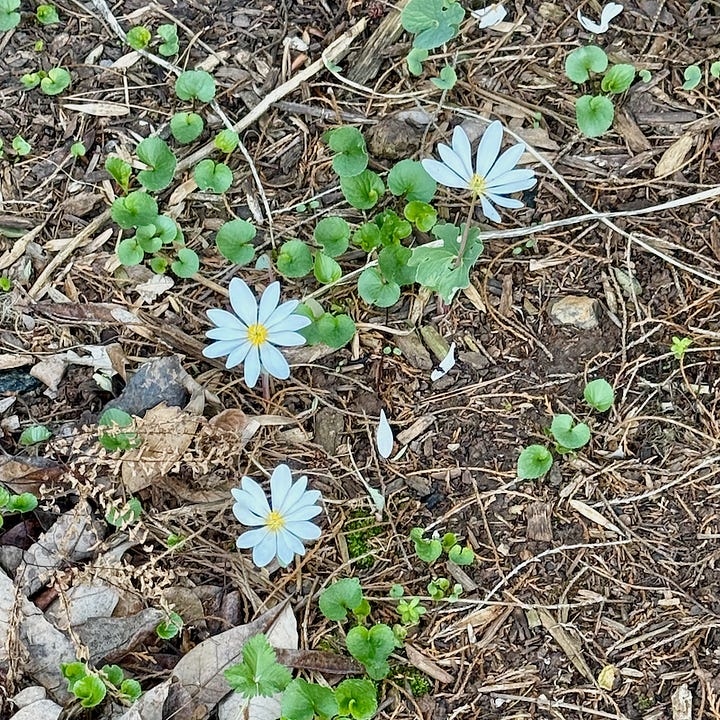 Four photos of wildflowers around home.