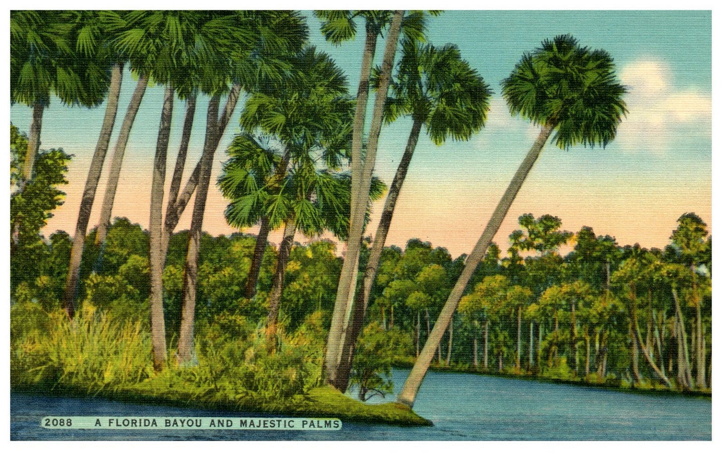 A Florida Bayou and Majestic Palms Vintage Postcard 1930 - 1945 era | eBay