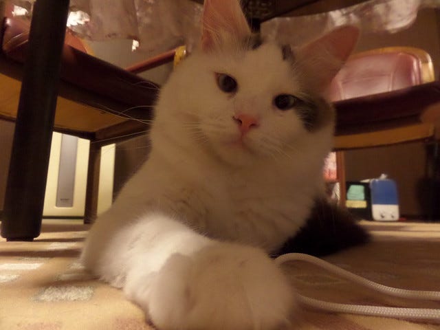 Cat Cafe Nanny Cat Cafe Nanny