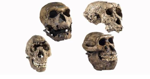 Plaster reconstructions of skulls of human ancestors