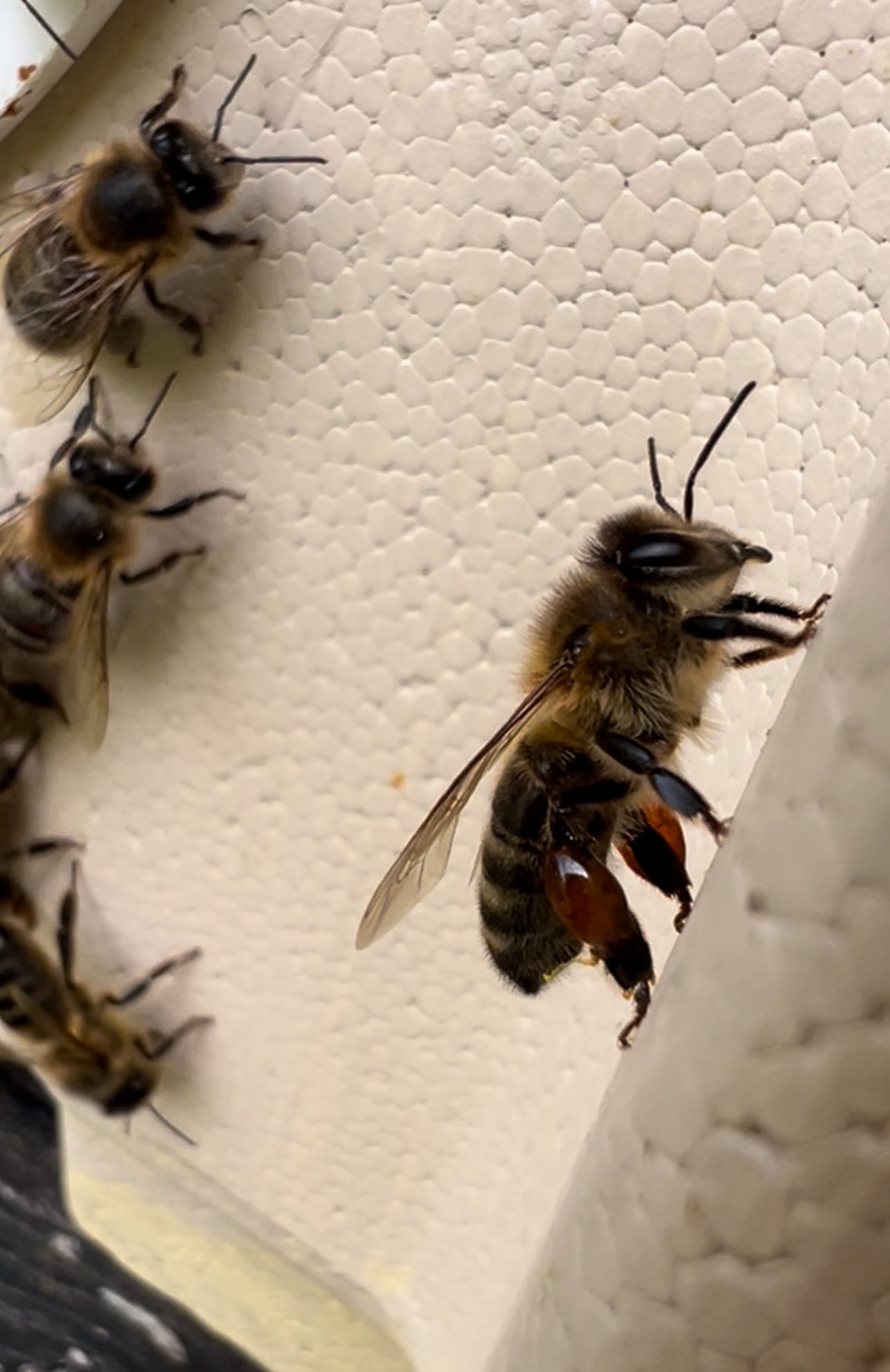 Native dark bee with tree resin on her leg