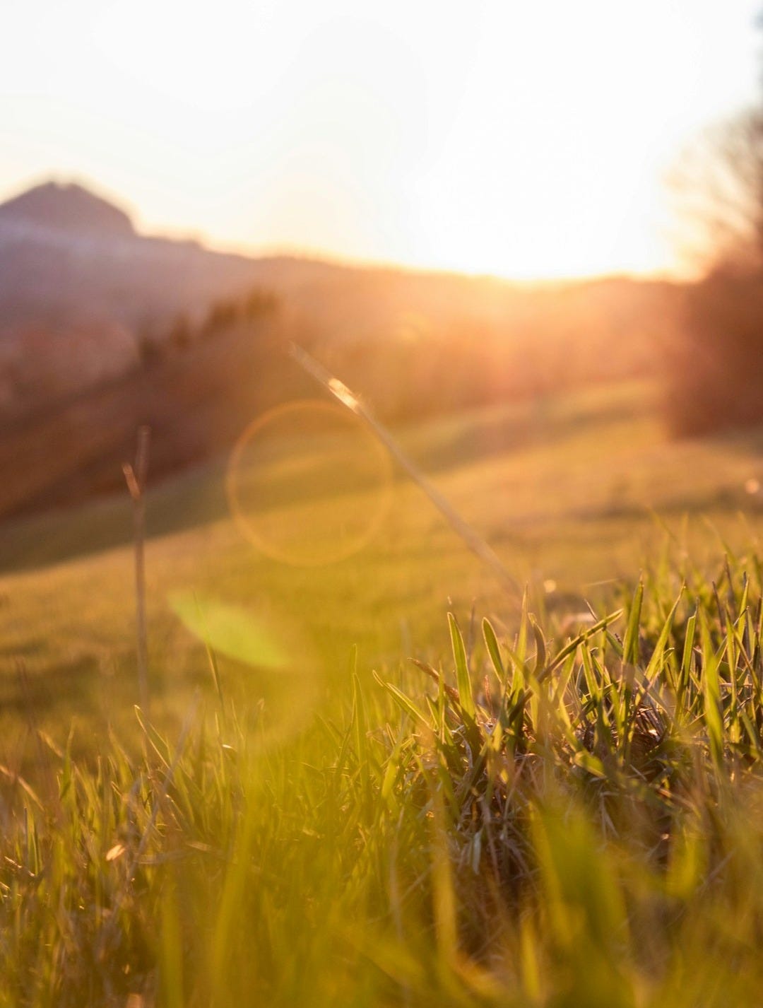 sun rays on green grass field