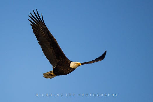 soar like an eagle