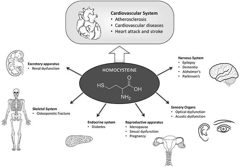 Frontiers | Hyperhomocysteinemia as a Risk Factor and Potential  Nutraceutical Target for Certain Pathologies