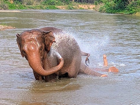 elephants