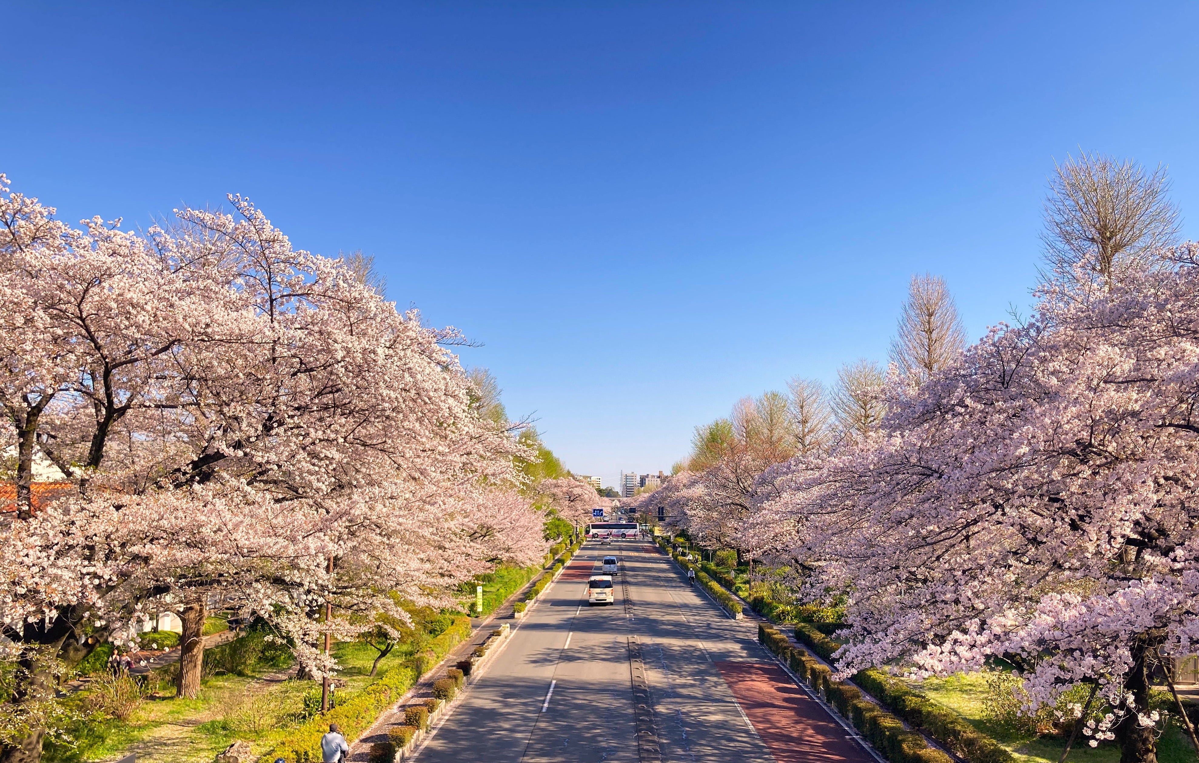 cherry blossom※プロフ確認 142 Cherry Blossom Forecast (1) - by Hideo Tanikawa