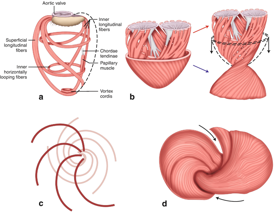 Morphology of the Heart | Thoracic Key