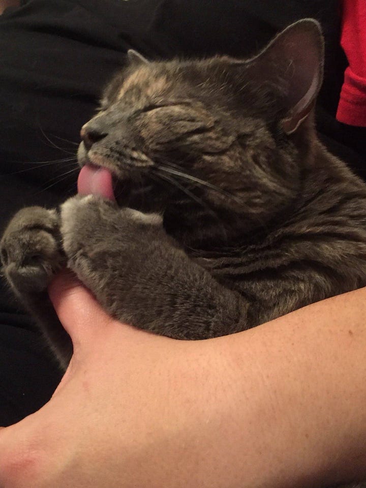 Two pictures of cats. One is a closeup of a lighter tortoiseshell cat, the other is a picture of a grey tortoiseshell cat holding onto someone's thumb with her paws and licking it.