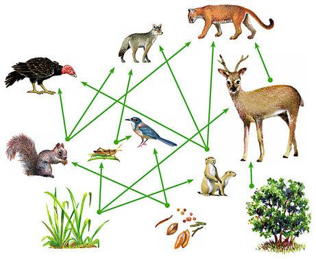 Understanding How Trophic Cascades Shape our World - TOWARDS LIFE-KNOWLEDGE