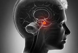 Damage to the Amygdala ...