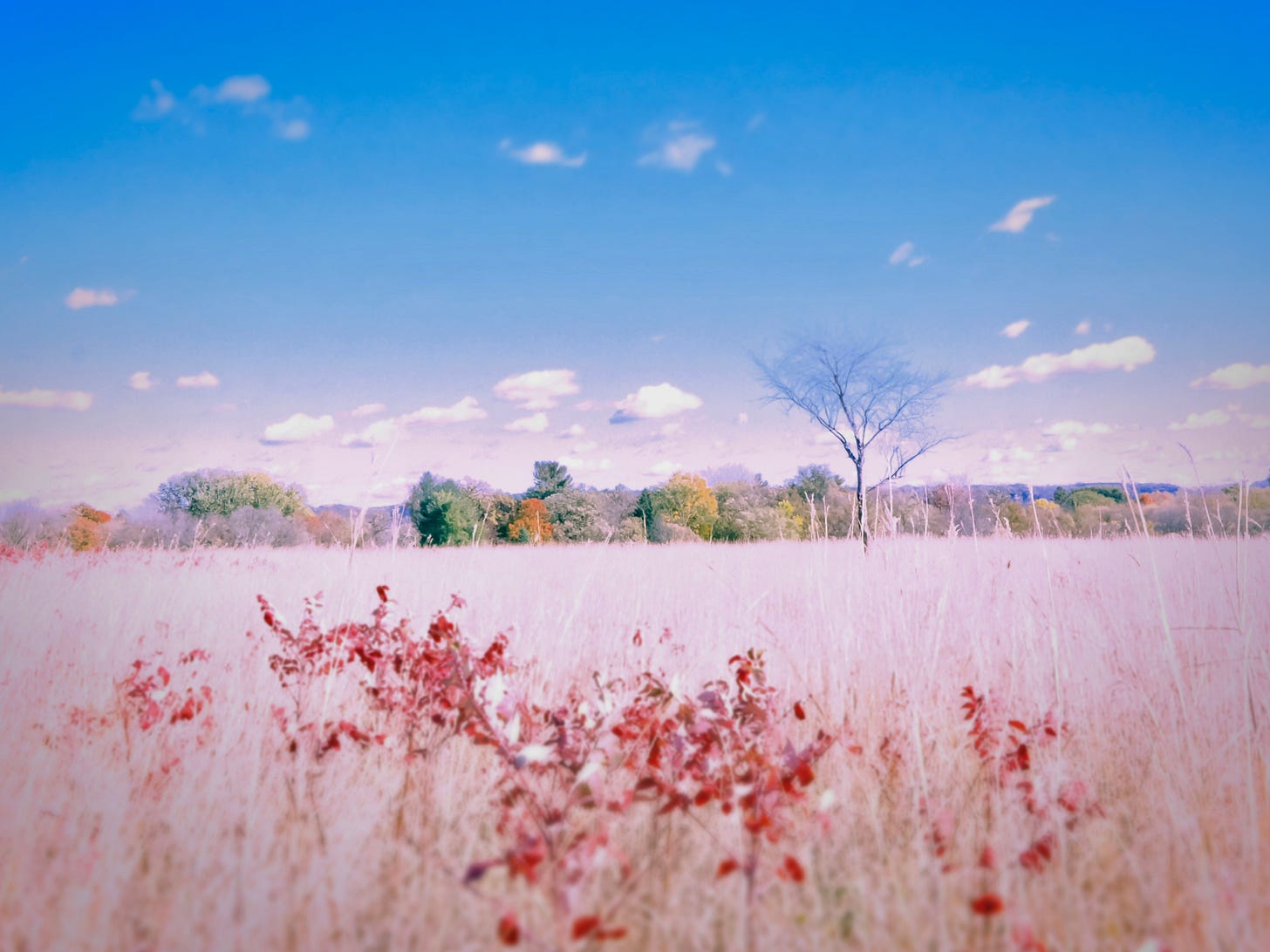A field with trees in the distance