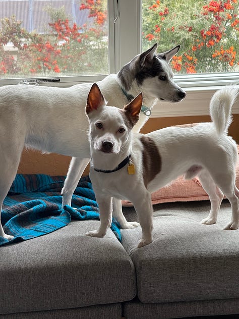 A collection of photos of Bosley, a chihuahua cattle dog mix, solo, with Roxy, a husky chihuahua mix, and with Allison