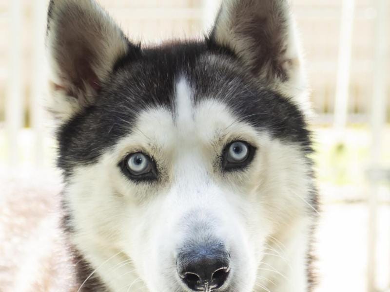 Adoptable Dog of the Week: Falcor