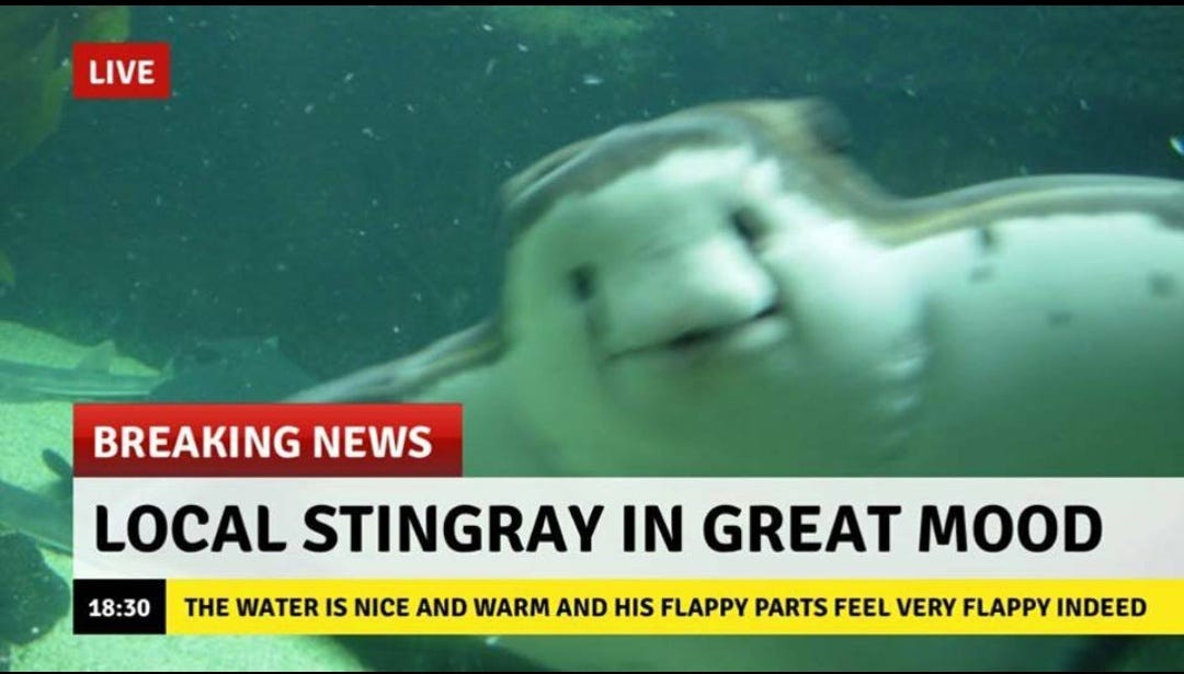 Local stingray is in a great mood | Boing Boing