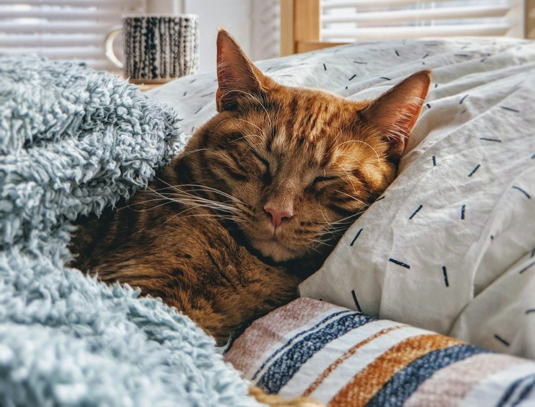 cat sleeping on bed