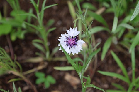 various flowering plants
