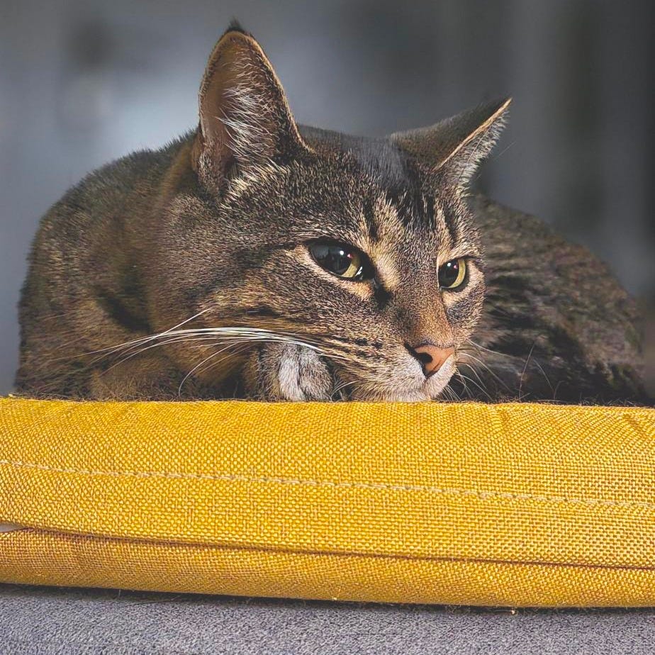 Entangled Curiosities