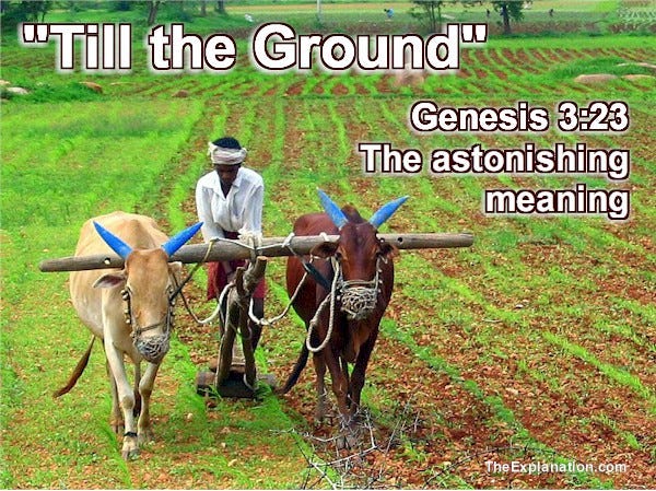 Till the ground. Was that the destiny of Adam and Eve? Learn the amazing significance of this term.
