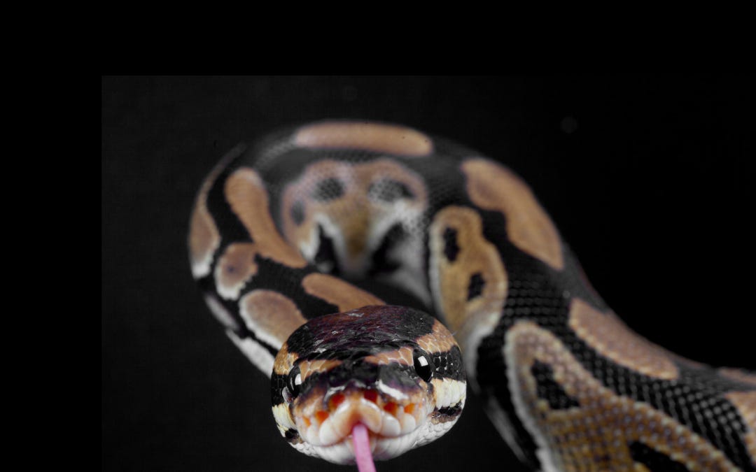 What Makes Buying and Selling Reptiles Acceptable? Paperwork